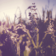 Fulvic acid from Canada demonstrated to have effective anti-allergy properties