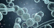 How fulvic acid in AEON fights candida infections