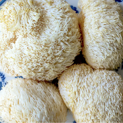 Benefits of Lion’s Mane mushrooms for your gut and overall health in a nutshell [UPDATED: Jan. 2023]