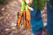 The Dirt on Soil Based Probiotics and Earth Based Nutrients [UPDATED: Jan. 2024]